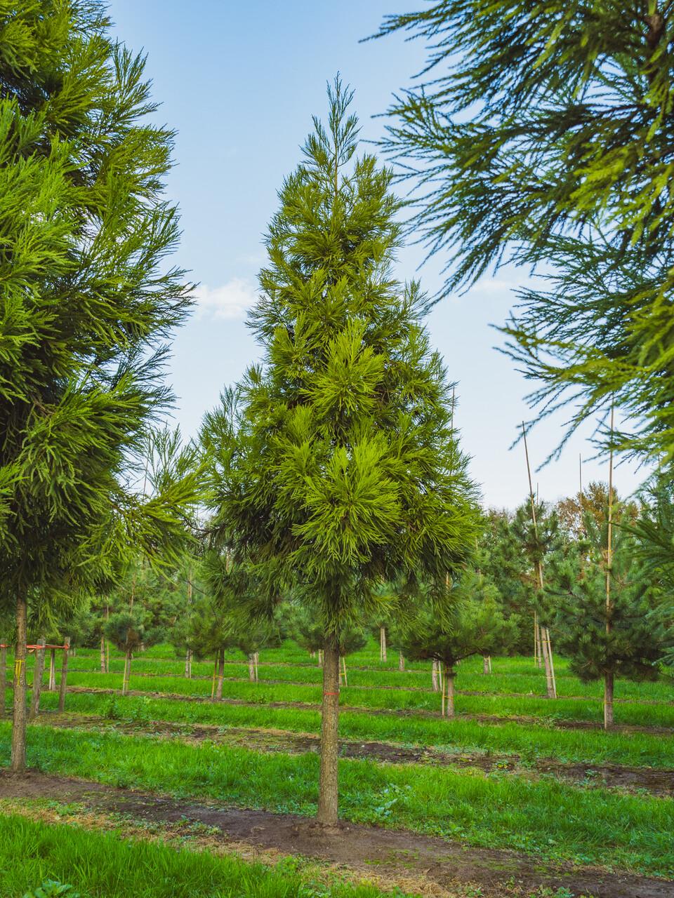Cryptomeria Japonica 'yoshino' - View 20 from www redcrocus com