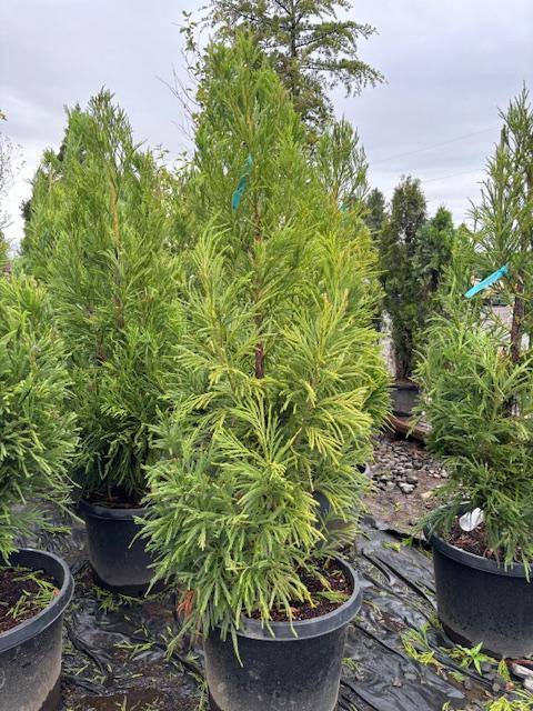 Cryptomeria Japonica 'yoshino' - View 24 from www redcrocus com