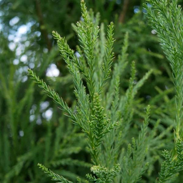 Cryptomeria Japonica 'yoshino' - View 25 from www redcrocus com