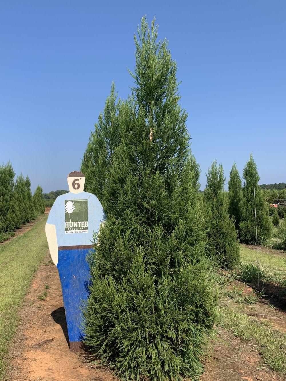 Cryptomeria Japonica 'yoshino' - View 26 from www redcrocus com
