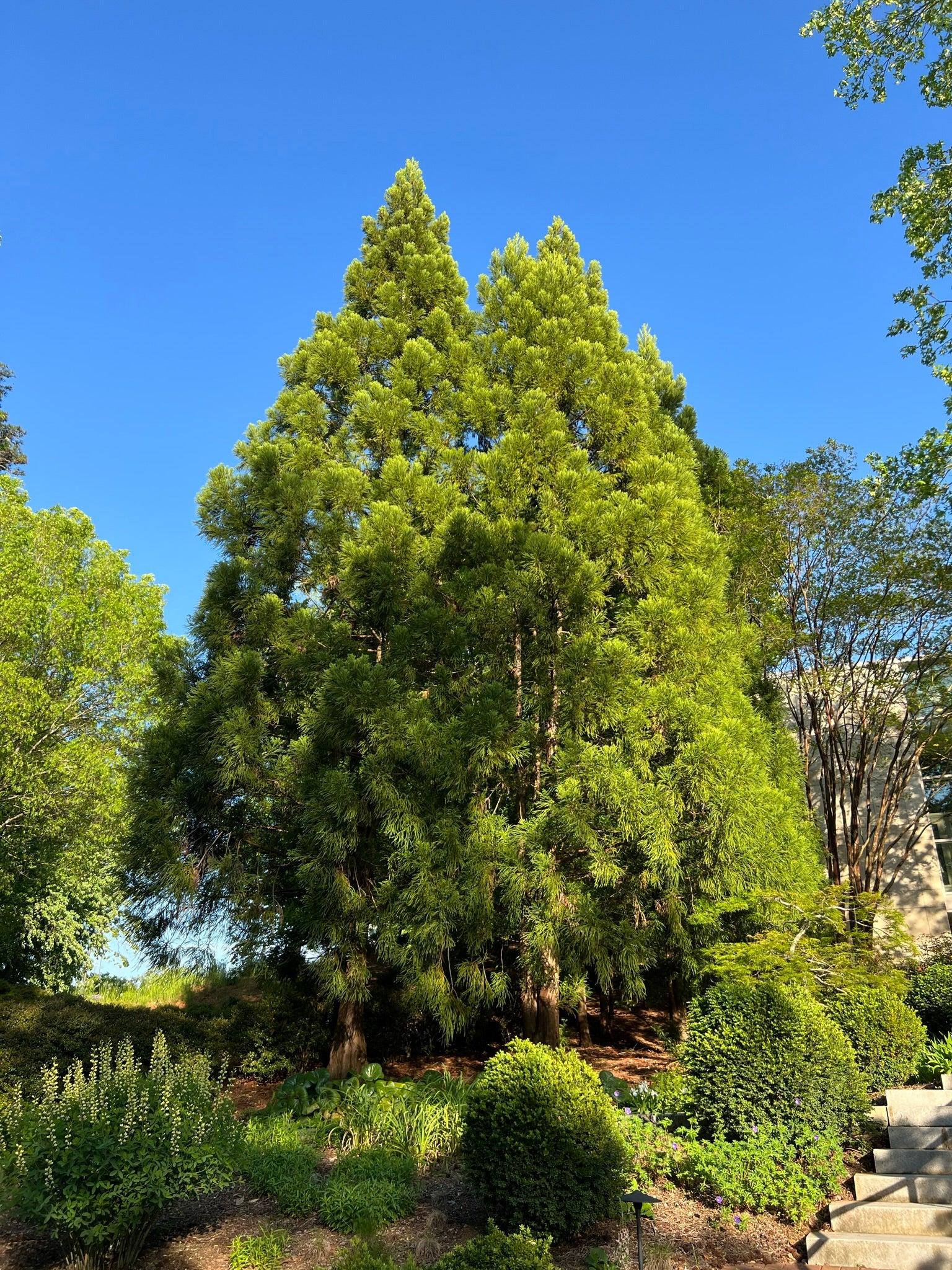 Cryptomeria Japonica 'yoshino' - View 27 from www redcrocus com