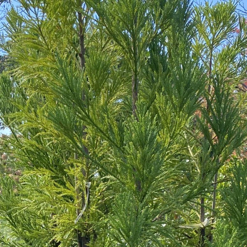 Cryptomeria Japonica 'yoshino' - View 31 from www redcrocus com