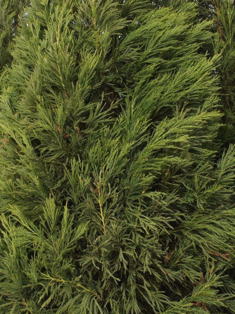 Cryptomeria Japonica 'yoshino' - View 32 from www redcrocus com