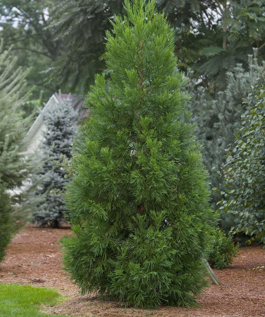 Cryptomeria Japonica 'yoshino' - View 4 from www redcrocus com