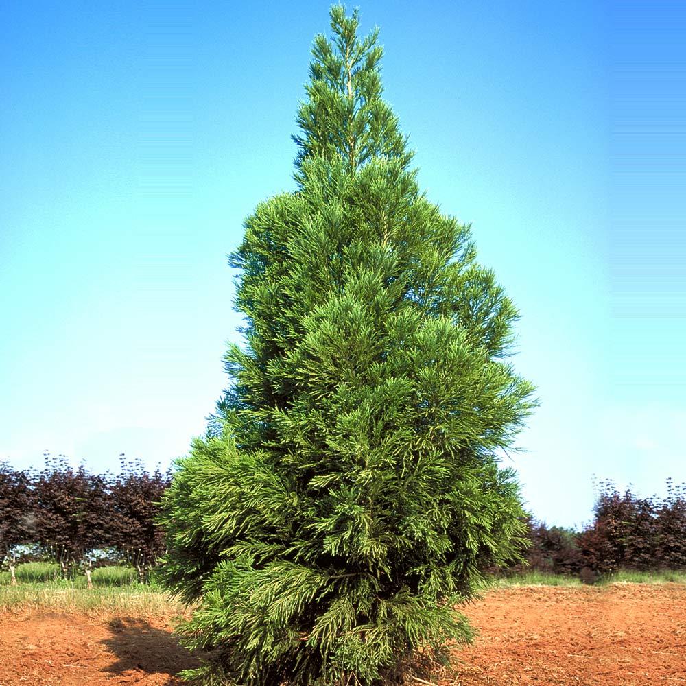 Cryptomeria Japonica 'yoshino' - View 9 from www redcrocus com