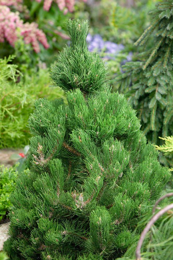 Pinus Nigra Oregon Green - View 13 from www redcrocus com