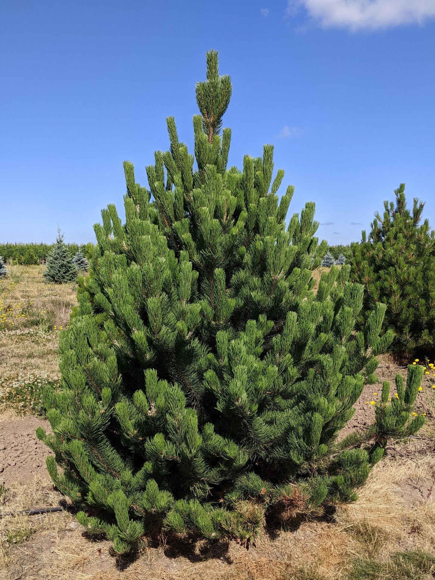 Pinus Nigra Oregon Green - View 9 from www redcrocus com