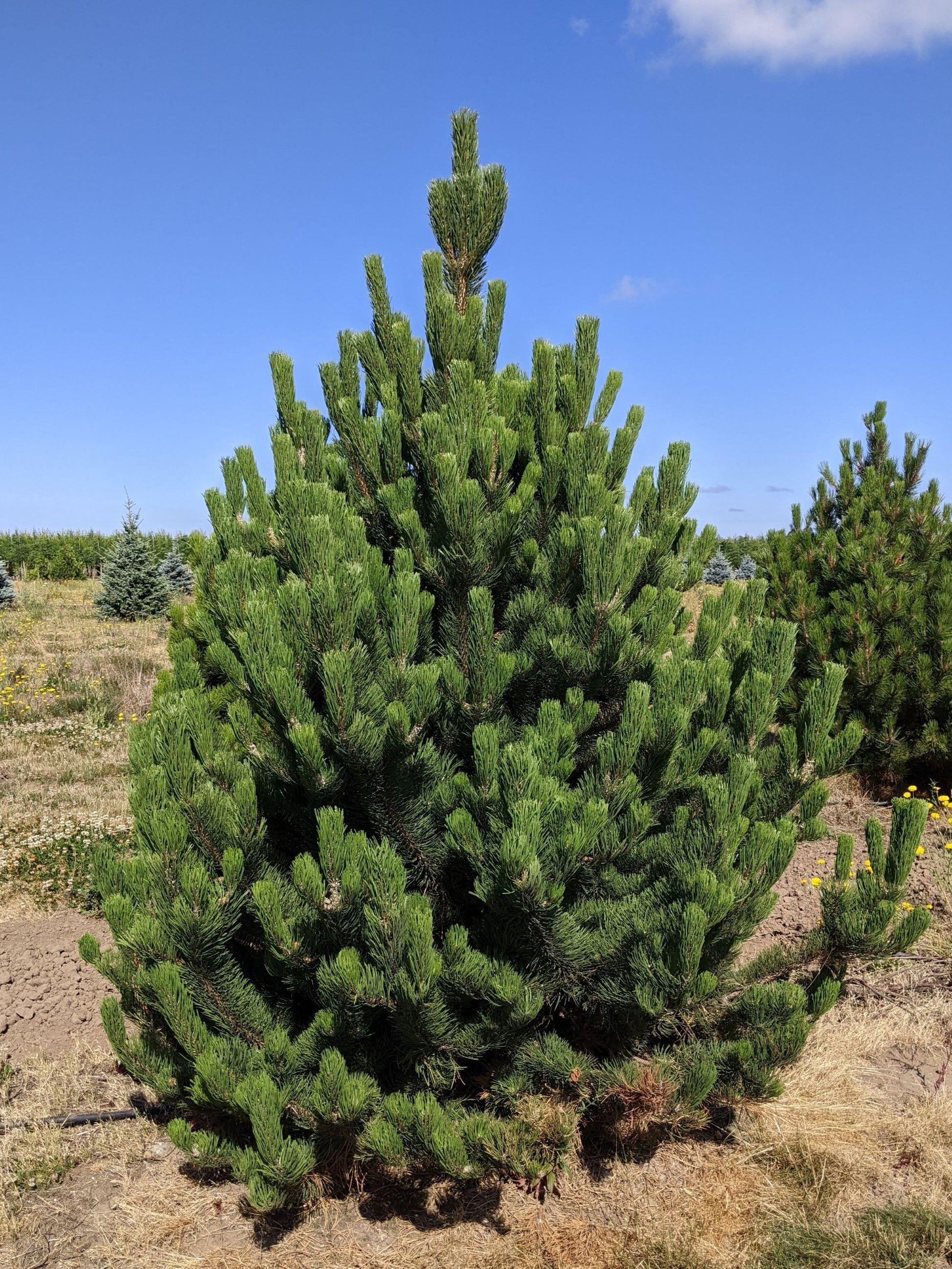 Pinus Nigra Oregon Green - View 9 from www redcrocus com