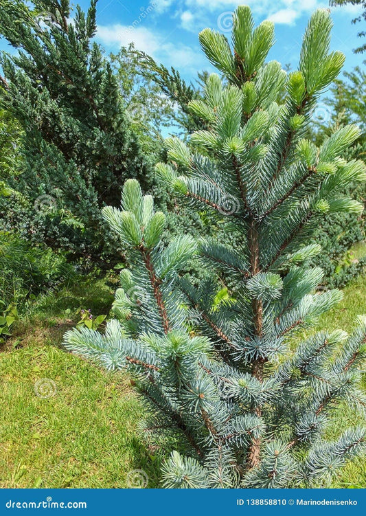 Picea Pungens Iseli Fastigiata - View 11 from www redcrocus com