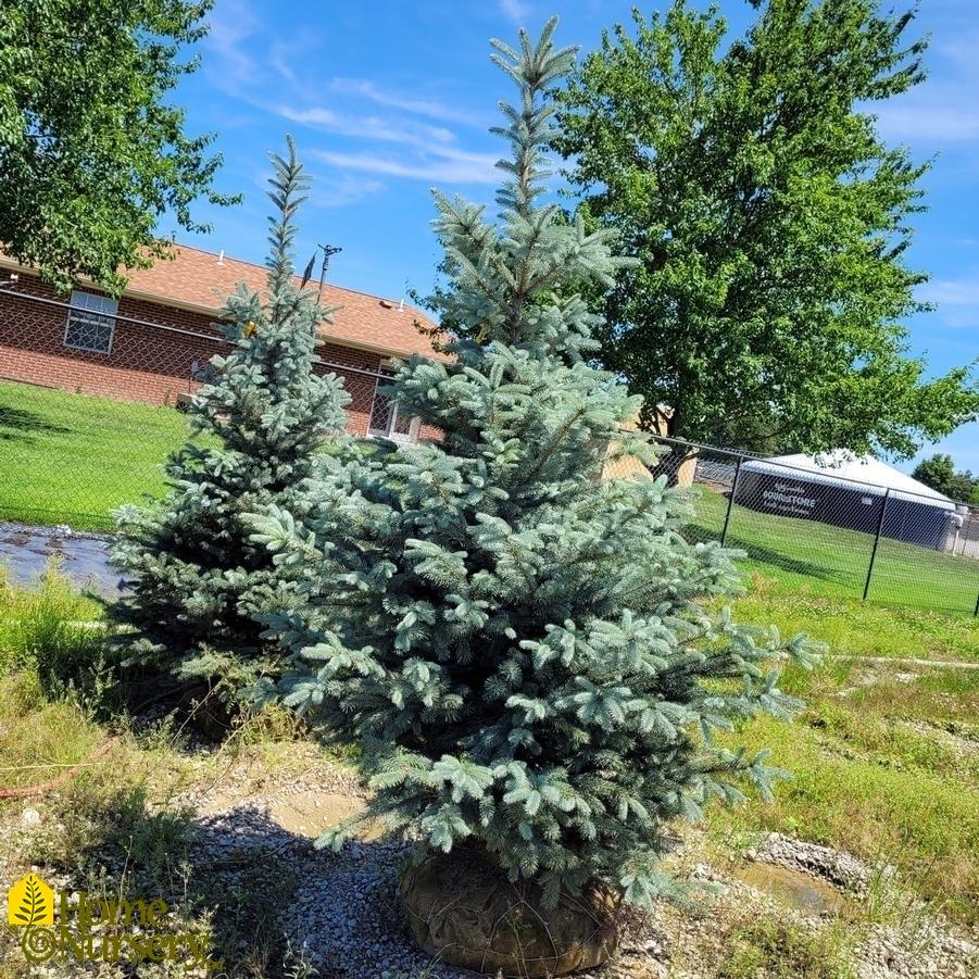 Picea Pungens Fat Albert - View 13 from www redcrocus com