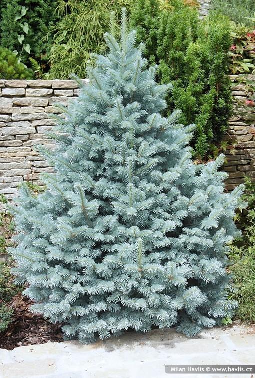 Picea Pungens Fat Albert - View 17 from www redcrocus com