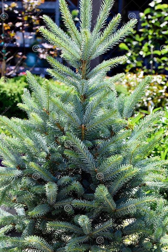 Picea Pungens Fat Albert - View 18 from www redcrocus com