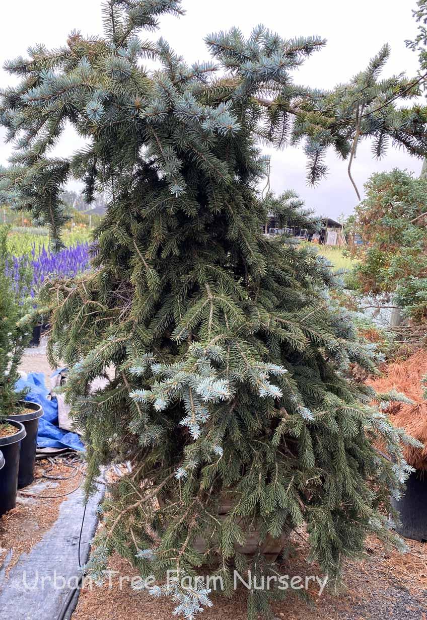 Picea Pungens Fat Albert - View 19 from www redcrocus com