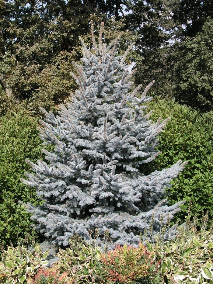 Picea Pungens Fat Albert - View 6 from www redcrocus com