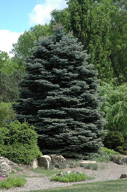 Picea Pungens Fat Albert - View 7 from www redcrocus com
