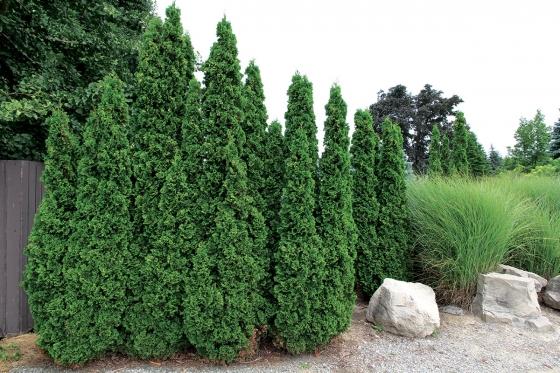 Thuja Occidentalis Degroot S Spire - View 10 from www redcrocus com