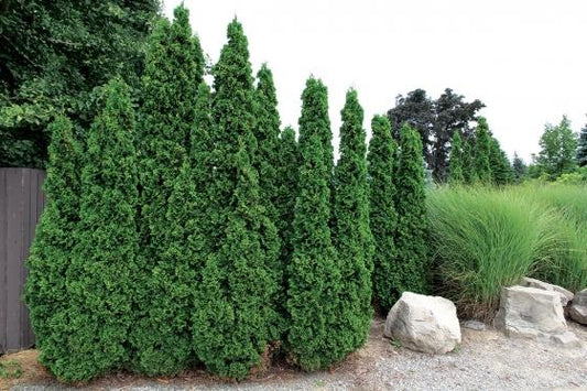 Thuja Occidentalis Degroot S Spire - View 10 from www redcrocus com