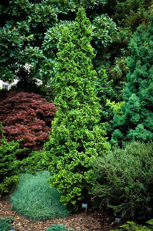 Thuja Occidentalis Degroot S Spire - View 11 from www redcrocus com