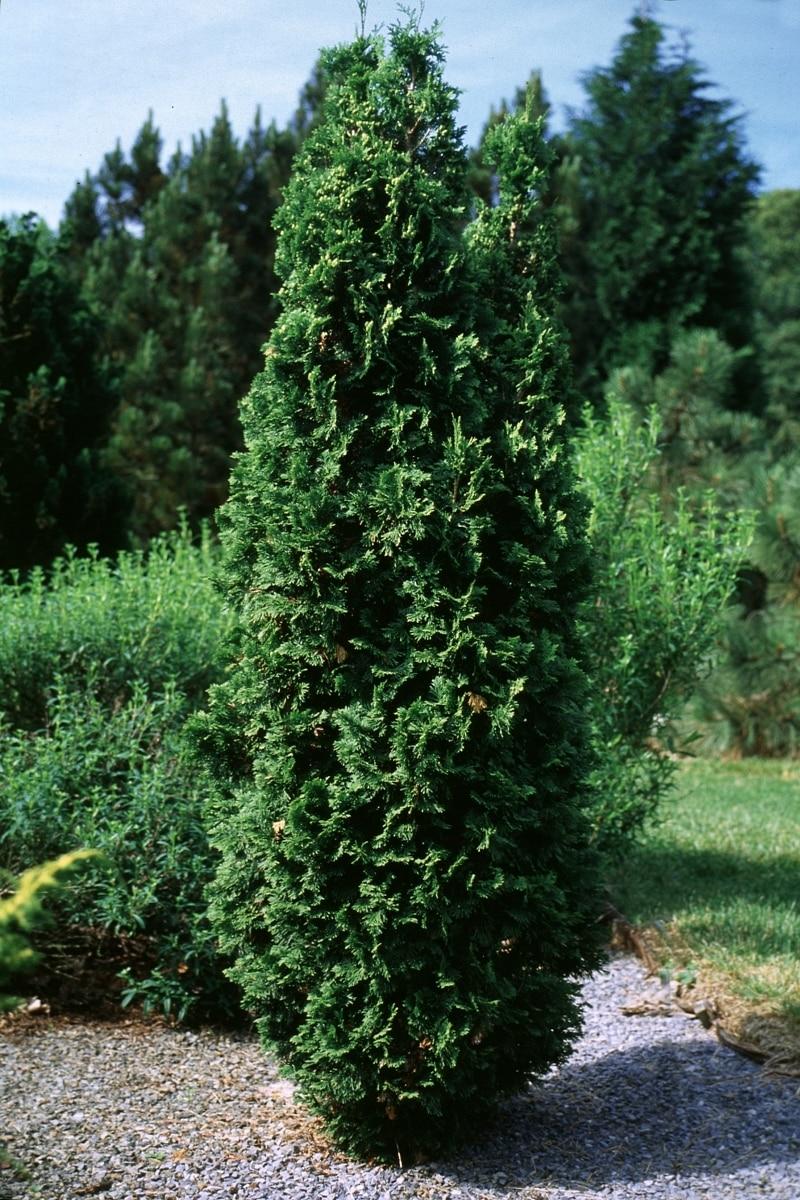 Thuja Occidentalis Degroot S Spire - View 12 from www redcrocus com