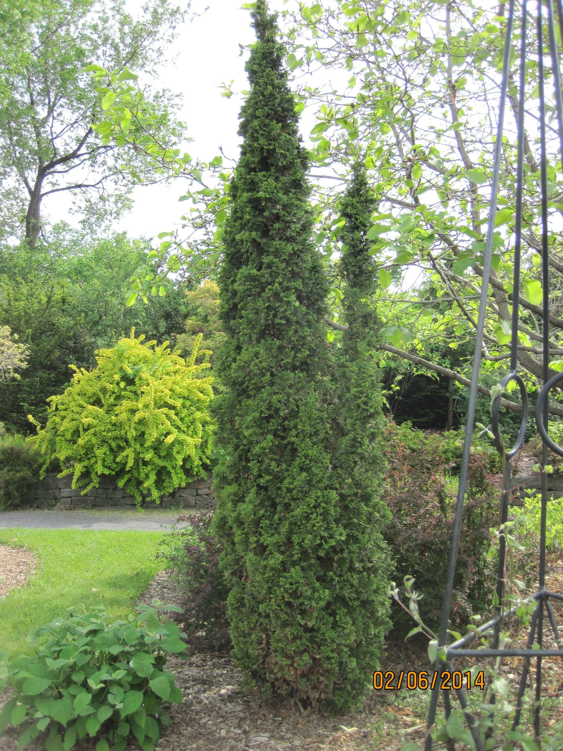 Thuja Occidentalis Degroot S Spire - View 13 from www redcrocus com