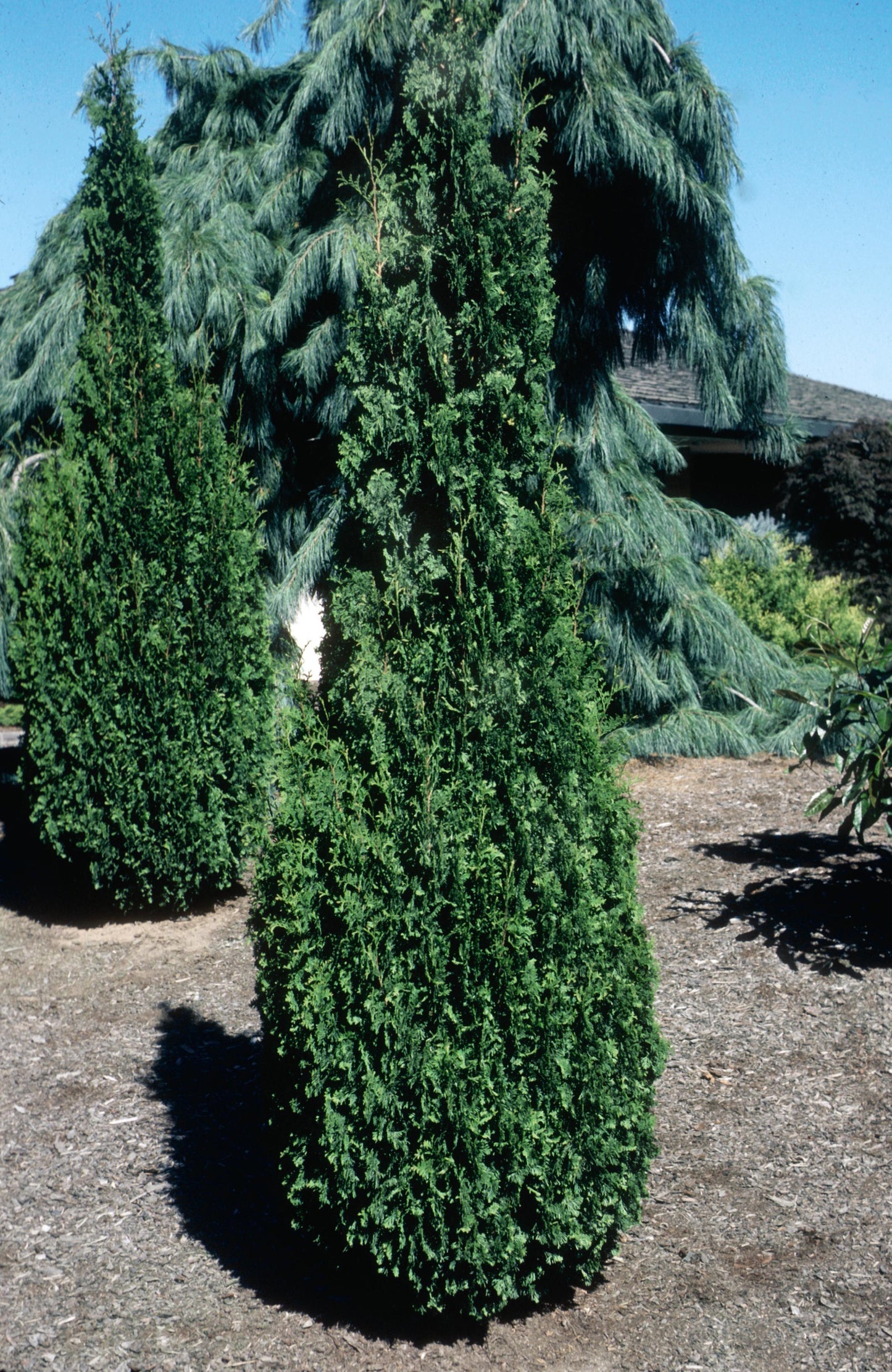 Thuja Occidentalis Degroot S Spire - View 14 from www redcrocus com
