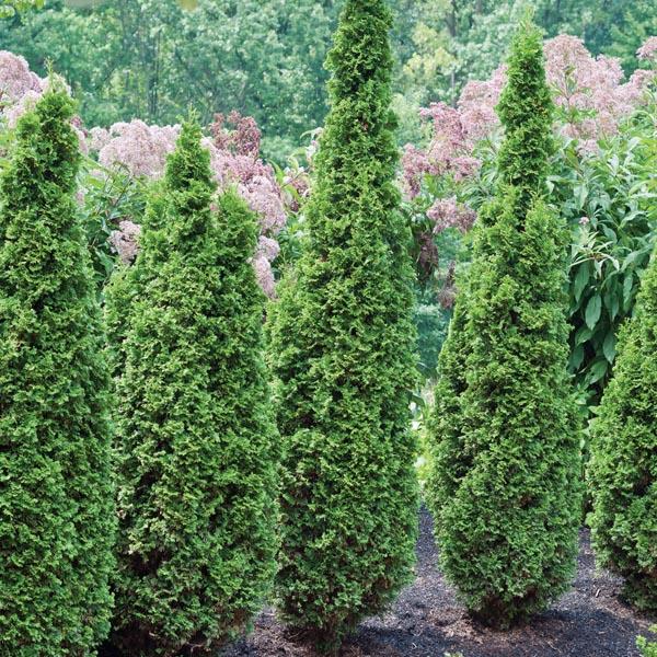 Thuja Occidentalis Degroot S Spire - View 15 from www redcrocus com