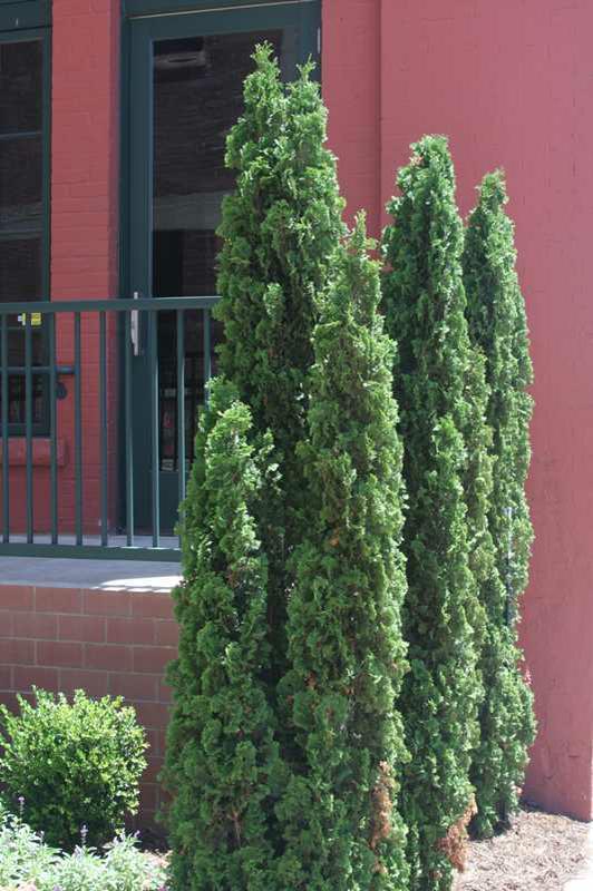 Thuja Occidentalis Degroot S Spire - View 16 from www redcrocus com