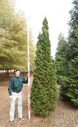 Thuja Occidentalis Degroot S Spire - View 17 from www redcrocus com