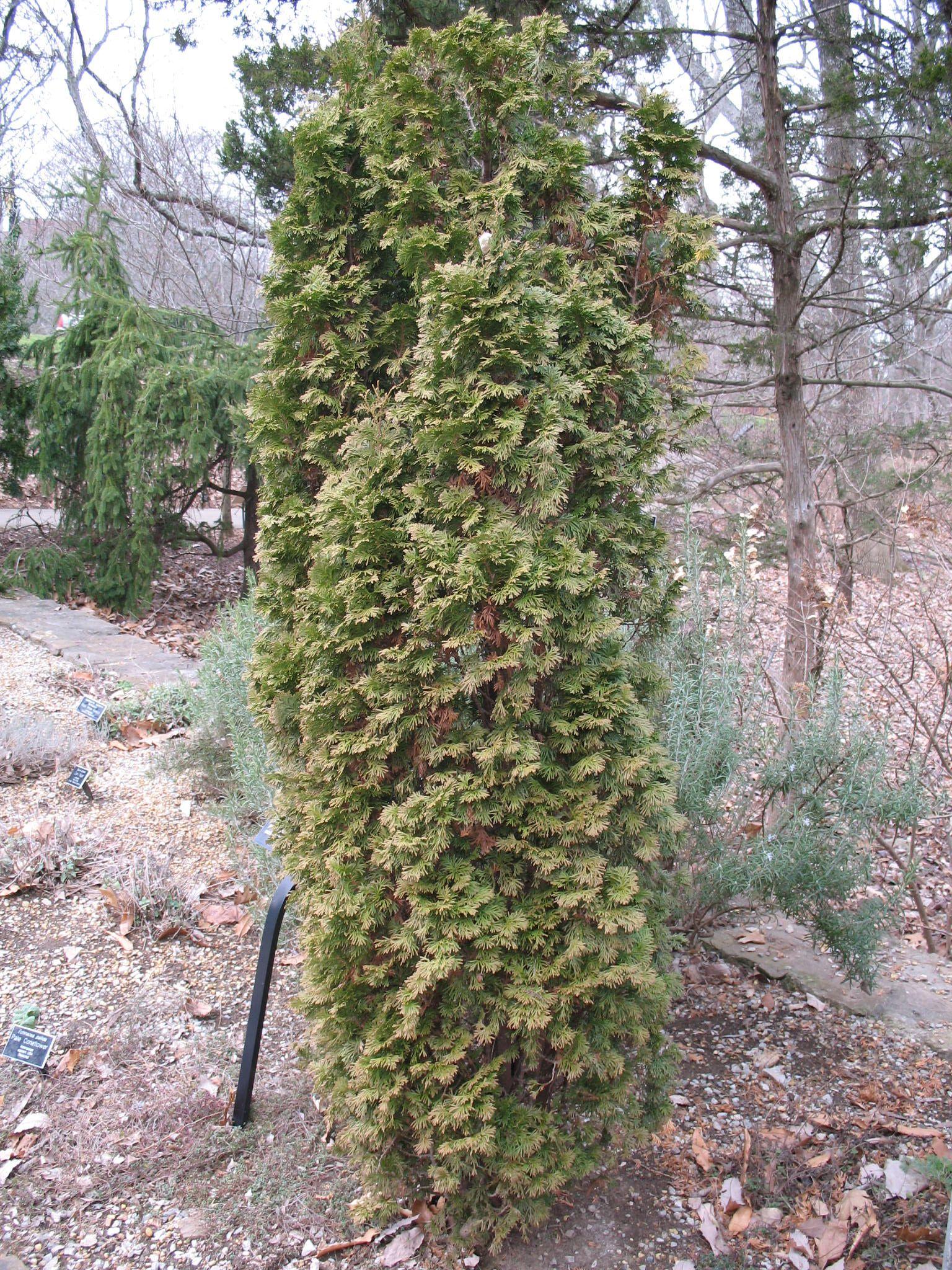 Thuja Occidentalis Degroot S Spire - View 17 from www redcrocus com