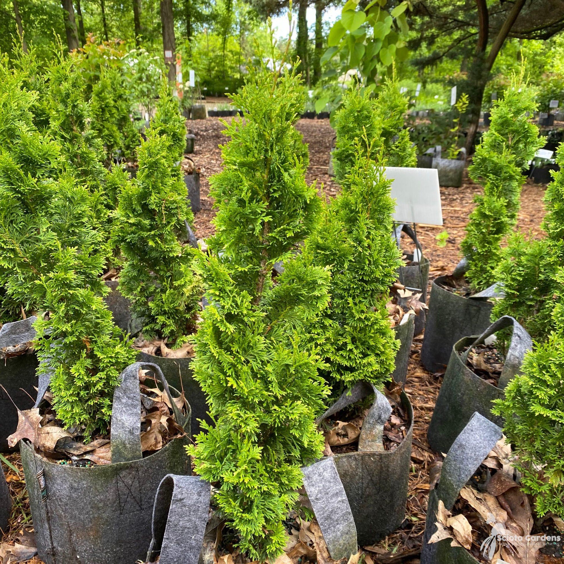 Thuja Occidentalis Degroot S Spire - View 1 from www redcrocus com