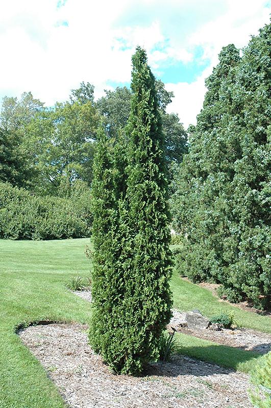 Thuja Occidentalis Degroot S Spire - View 2 from www redcrocus com