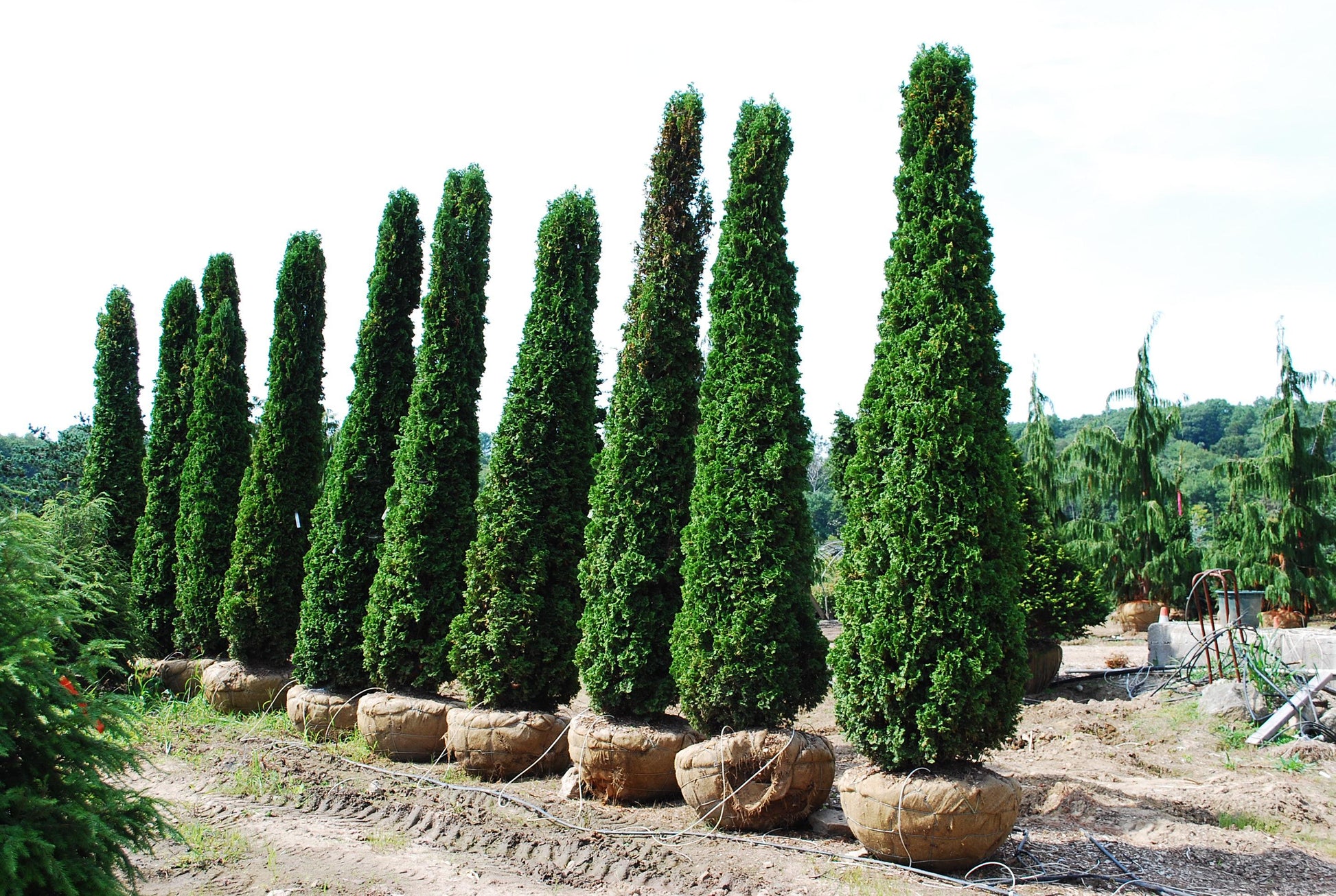 Thuja Occidentalis Degroot S Spire - View 4 from www redcrocus com