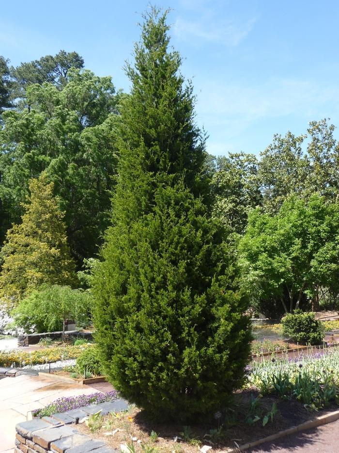 Thuja Occidentalis Degroot S Spire - View 5 from www redcrocus com