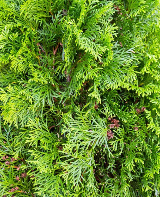Thuja Occidentalis Degroot S Spire - View 6 from www redcrocus com