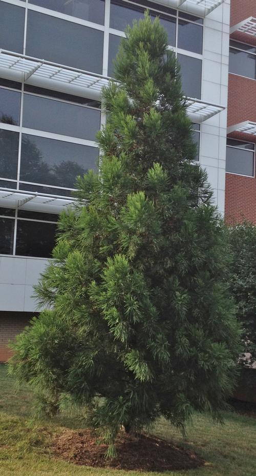 Cryptomeria Japonica 'yoshino' - View 11 from www redcrocus com