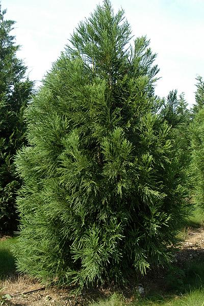 Cryptomeria Japonica 'yoshino' - View 16 from www redcrocus com