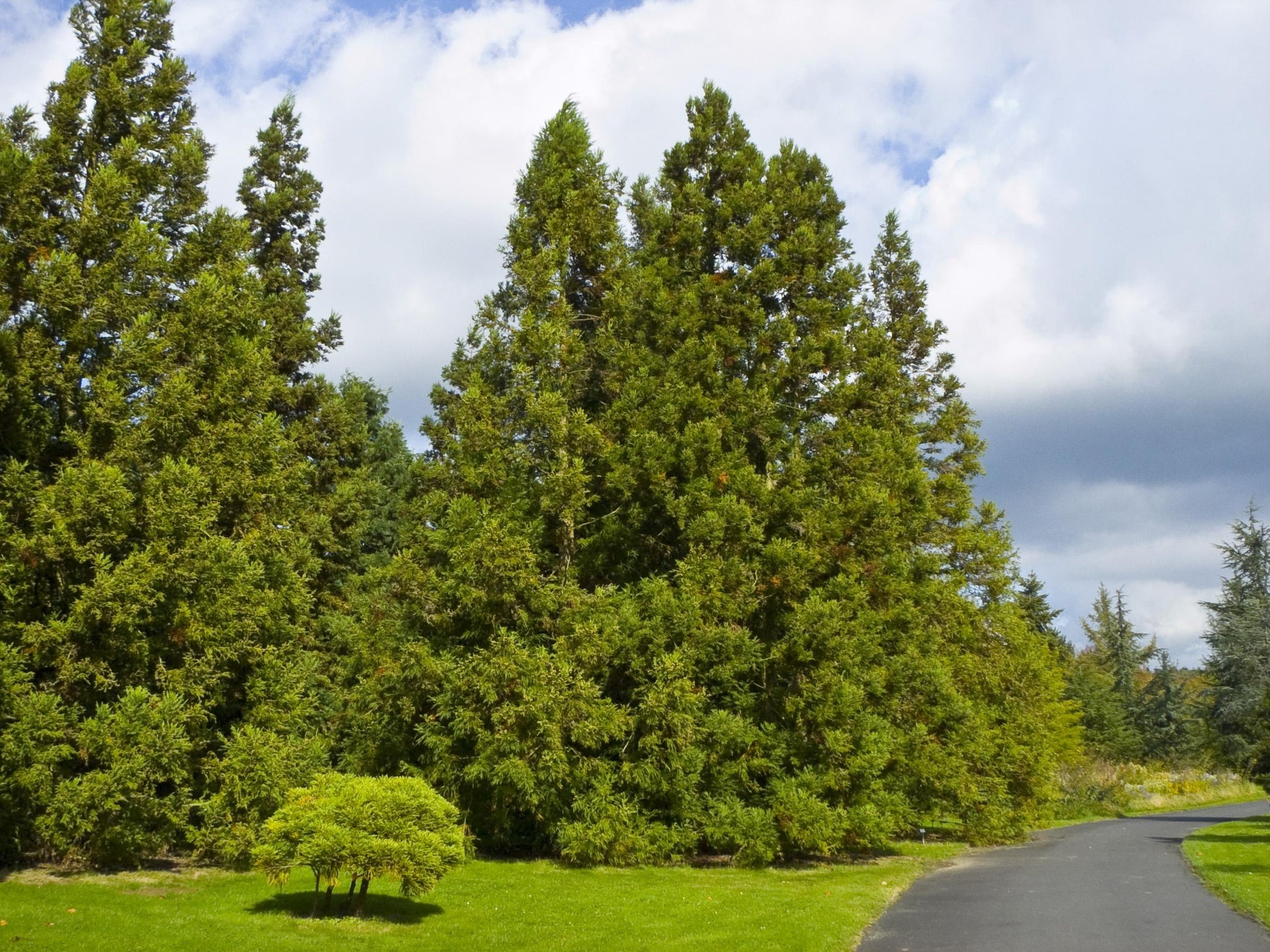 Cryptomeria Japonica 'yoshino' - View 21 from www redcrocus com