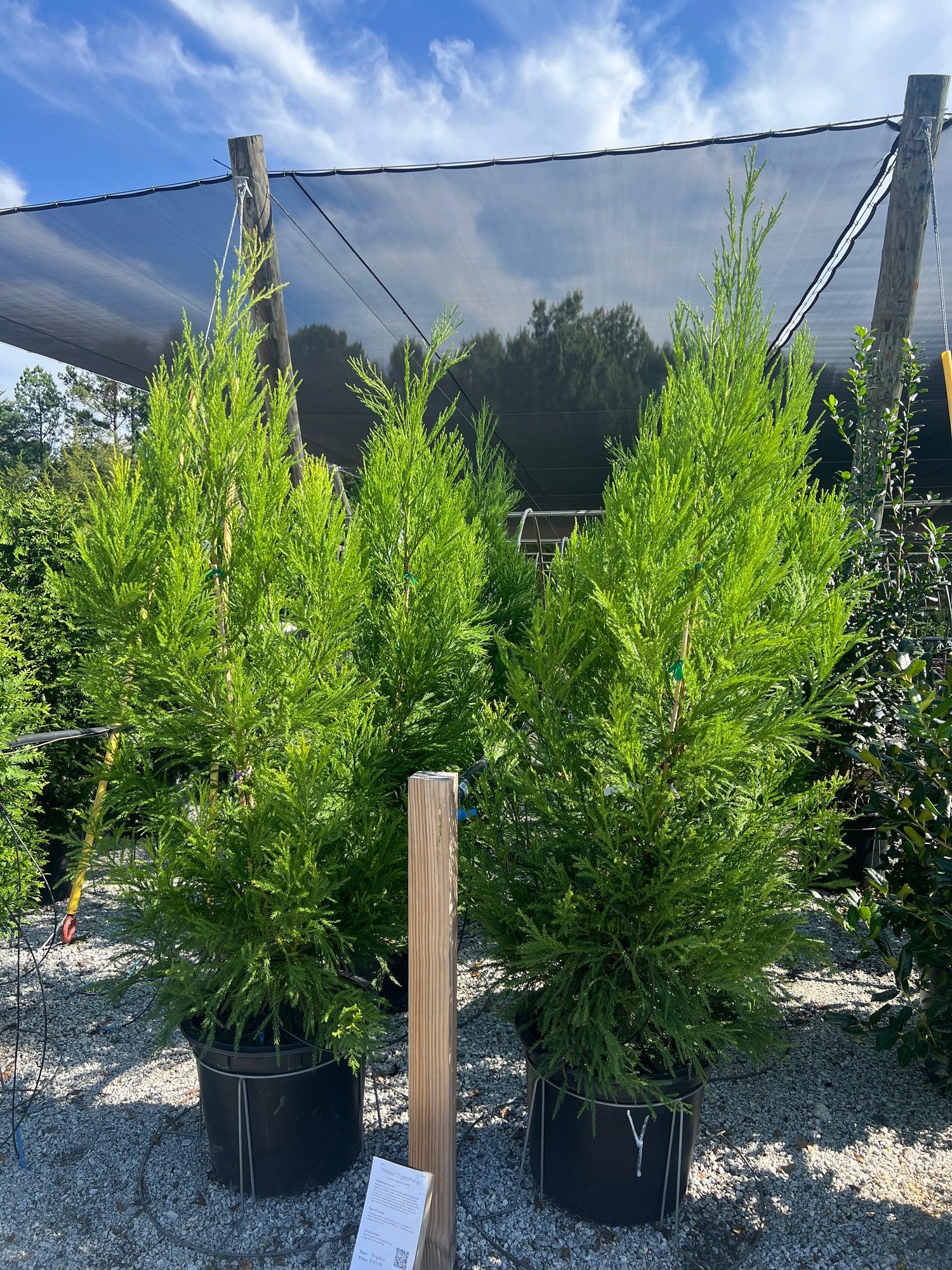 Cryptomeria Japonica 'yoshino' - View 22 from www redcrocus com