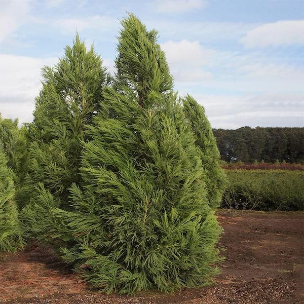Cryptomeria Japonica 'yoshino' - View 23 from www redcrocus com