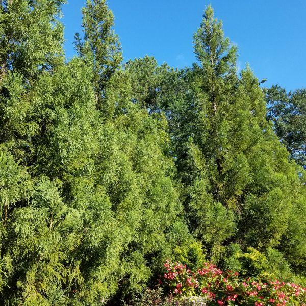 Cryptomeria Japonica 'yoshino' - View 28 from www redcrocus com