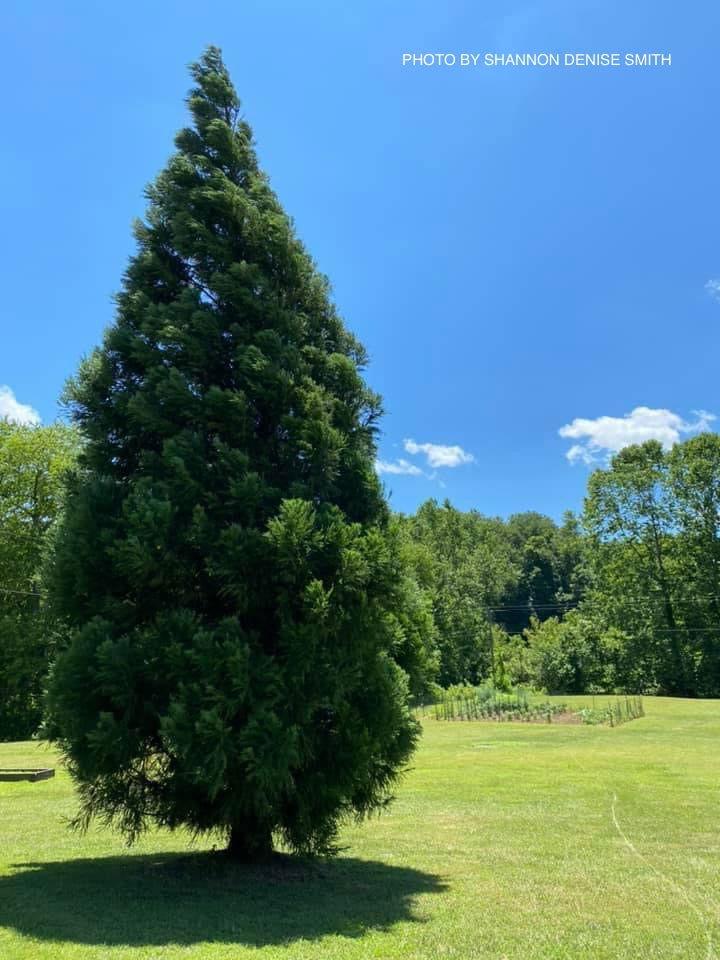 Cryptomeria Japonica 'yoshino' - View 2 from www redcrocus com