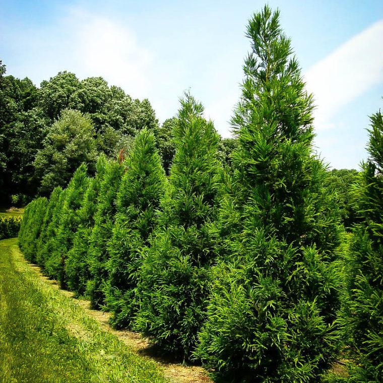 Cryptomeria Japonica 'yoshino' - View 3 from www redcrocus com