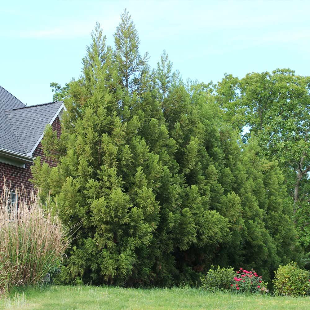 Cryptomeria Japonica 'yoshino' - View 5 from www redcrocus com