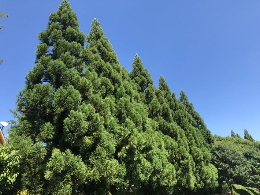 Cryptomeria Japonica 'yoshino' - View 7 from www redcrocus com