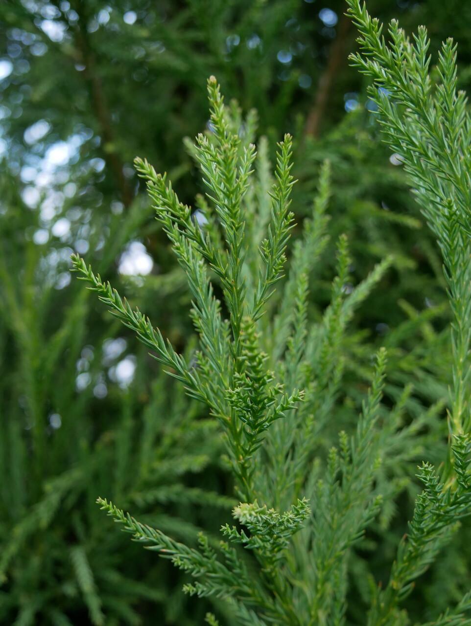 Cryptomeria Japonica 'yoshino' - View 8 from www redcrocus com