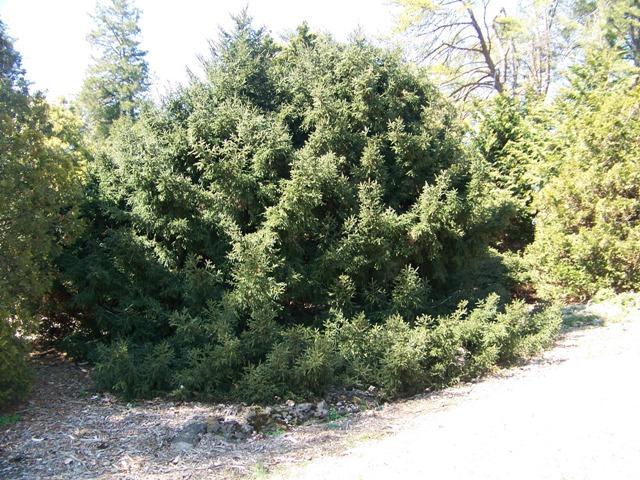 Picea Orientalis Gowdy - View 17 from www redcrocus com