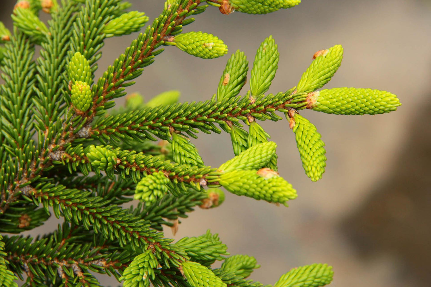 Picea Orientalis Gowdy - View 2 from www redcrocus com