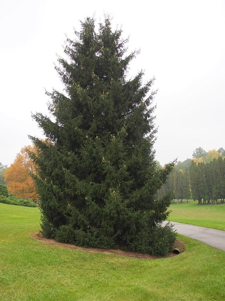 Picea Orientalis Gowdy - View 3 from www redcrocus com