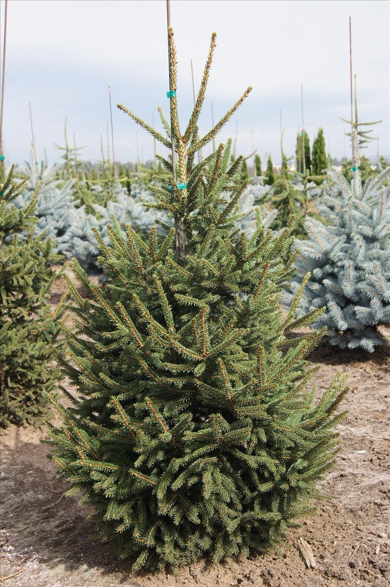 Picea Orientalis Gowdy - View 4 from www redcrocus com