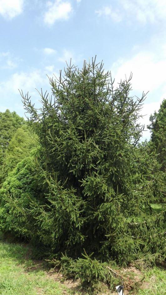 Picea Orientalis Gowdy - View 7 from www redcrocus com
